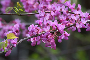 Judasbaum (cercis)