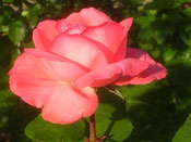 Edelrose mit Rosa Blüte