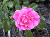 große rosafarbene Rosenblüte