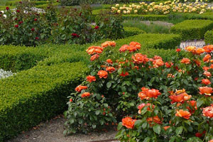 Parkanlage mit Rosenbeeten mit niedrigen Buchsbaumhecken umrandet