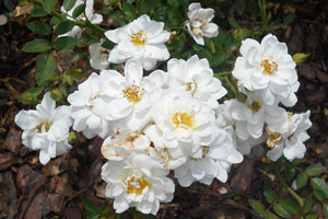 einfache weiße Rosenblüten an einem Büschel