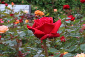 halb geöffnete rote Edelrose und andersfarbigen Rosen im Hintergrund