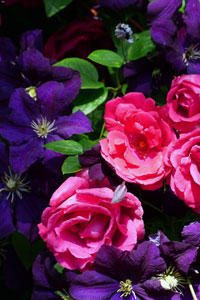 Rosafarbene Rosenblüten und violette Clematisblüten