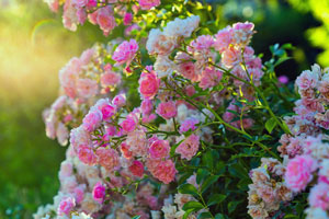 viele rosa Blüten an einem Rosenstrauch