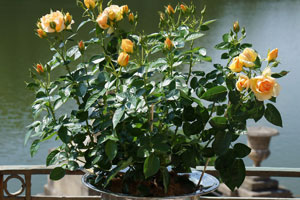 gelber Rosenbusch in einem silberfarbenen Topf