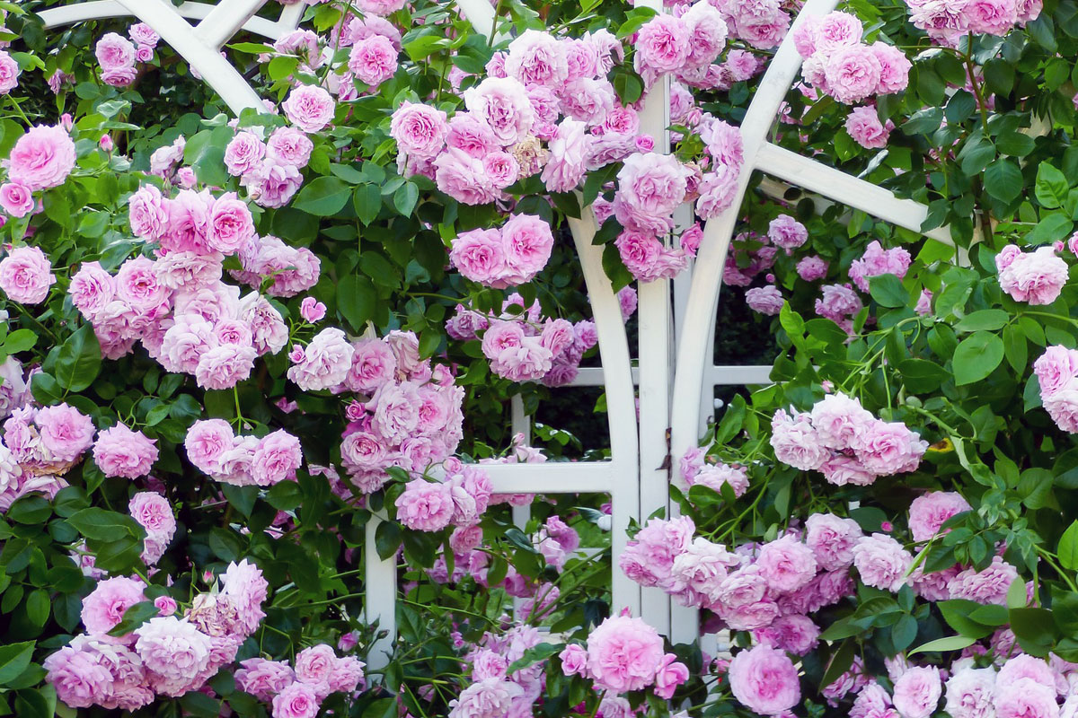 Rosenbogen mit rosa Blüten