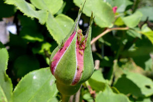 Rosenknospe mit Blattläusen