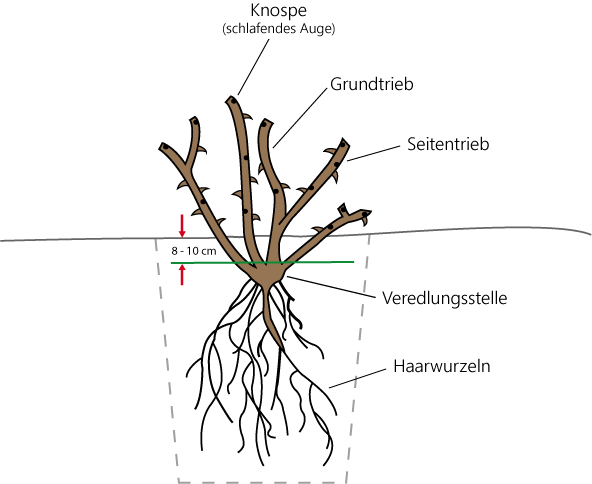 Skizze wurzelnackte Rose einpflanzen