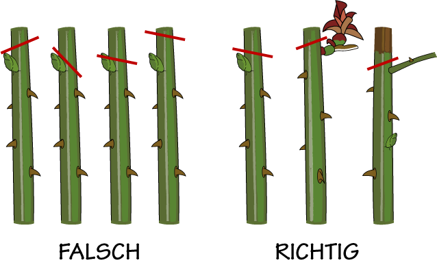 Skizze für den richtigen Schnitt einer Rosenpflanze