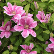 rosa blühende Clematis