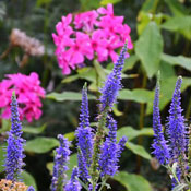 blauer Ehrenpreis und rosa Phlox