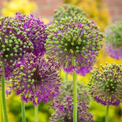 lila blühendes Allium